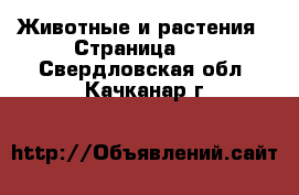  Животные и растения - Страница 12 . Свердловская обл.,Качканар г.